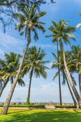 Fototapeta premium tropical view of coconut palm trees in front beach of Vung Tau city with waves, coastline in Vietnam