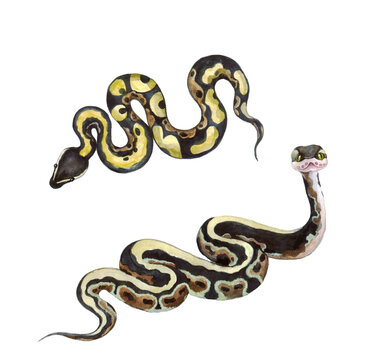 Watercolor set of snakes. Snakes on a white background. Illustration for factory printing. The snake logo.