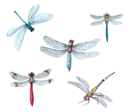 Watercolor set of dragonflies. Cute dragonflies on the branches on a white background. Illustration for factory printing. Insect logotope. Dragonfly logo