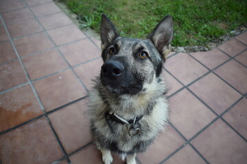 Sesión a perro lobo mientras ejerce de guardián en una casa