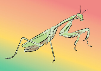praying mantis on a flower