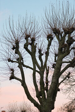 Silhouette of tree branches, sunset toned.