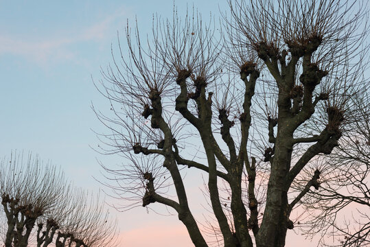 Silhouette of tree branches, sunset toned.