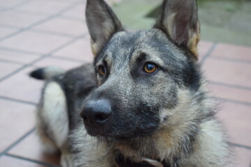 Sesión a perro lobo mientras ejerce de guardián en una casa