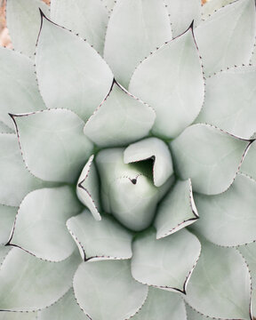 blue agave plant