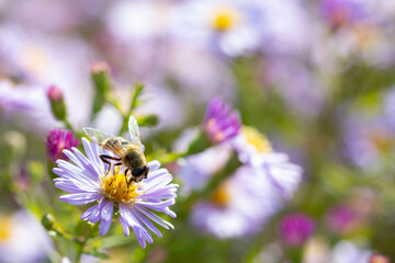 Obraz premium Aster flower and Hoverfly, also known as the drone fly. (Eristalis tenax) Aster flower with butterfly. Beautiful nature summer background.