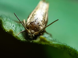 A black insect sitting on a green leaf and reflecting sunlight.