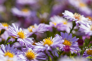 Aster flower in late autumn at sunset. Beautiful nature summer background. (Symphyotrichum novi-belgii)