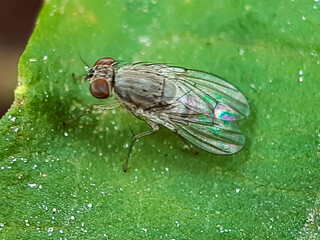 There is a fly sitting on the green leaves and the green background.