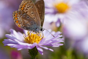 Aster flower with butterfly. Beautiful nature summer background. (Symphyotrichum novi-belgii) (Pararge aegeria)