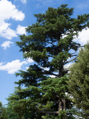 Monasterio de Santa María de Poblet, Tarragona
