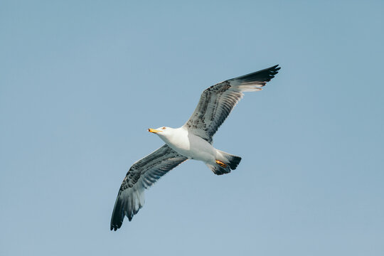 Flying Seagull