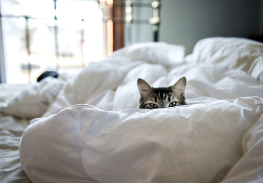 Eyes and ears of a tiger cat peek over a pile of blankets on a bed