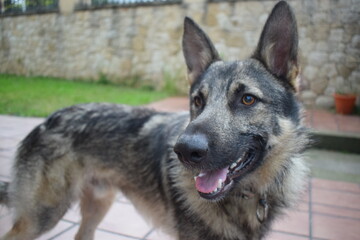 Sesión a perro lobo mientras ejerce de guardián en una casa