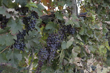 red grapes in vineyard