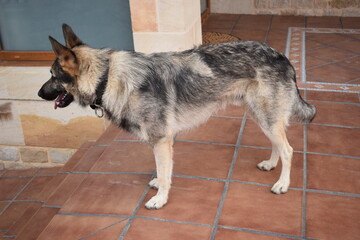 Sesión a perro lobo mientras ejerce de guardián en una casa