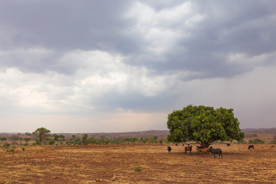 Cows seeking shelter under a mango tree in in a grassland in Zam