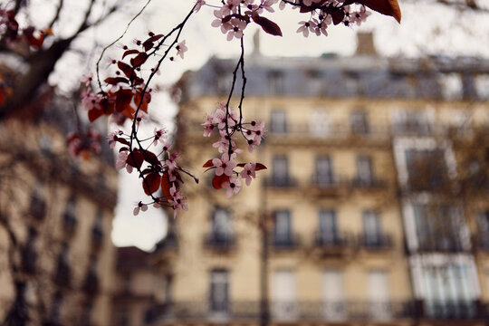 Blooming Trees Against Parisian Architecture