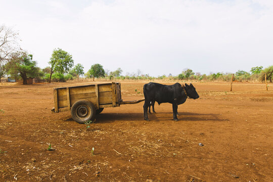 A cow standing in front of a carriage on a dirt road in Zambia