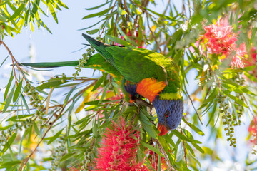 Rainbow Lorikeet in the Bottlebrush