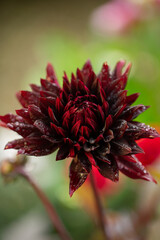 Naklejka na ściany i meble Holy hill black widow, a stunning deep red cactus dahlia