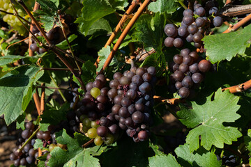 Vineyard in Romania