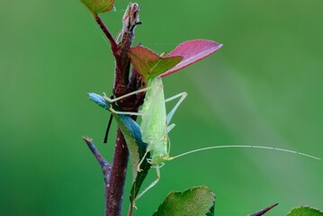 Oak bush cricket sitting on a twig with colorful leaves. At dusk. Side view, closeup. Genus species Meconema thalassinum.