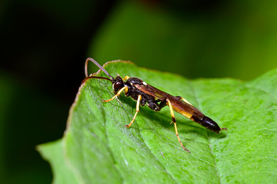 Gelbe Schlupfwespe (Amblyteles armatorius) - Ichneumon wasp