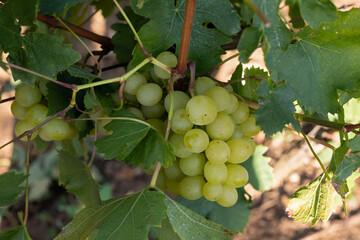 Vineyard in Romania