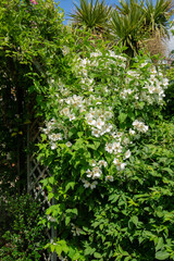 Mock orange shrub in bloom
