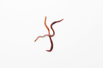 two crossed rainworms