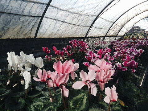 Potted cyclomen