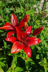 red trumpet lilies in bloom