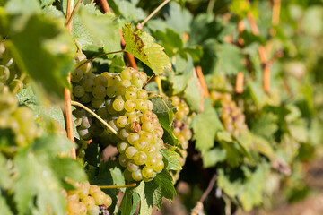 Fototapeta premium Vineyard in Romania