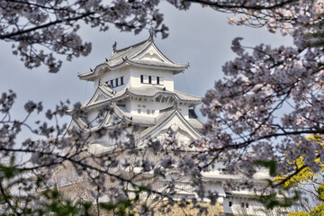 世界遺産姫路城と桜