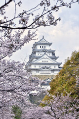 世界遺産姫路城と桜