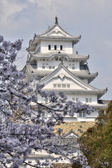 世界遺産姫路城と桜