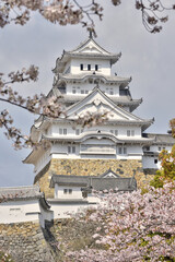Naklejka premium 世界遺産姫路城と桜