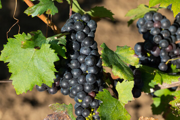 Vineyard in Romania