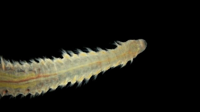 Worm Polychaeta Naineris sp. under a microscope, of the family Orbiniidae, crawl along the bottom and eat detritus. the work of parapodia, cilia and internal organs is visible. Black Sea