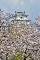 世界遺産姫路城と桜