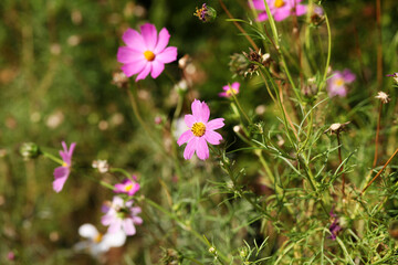 Fototapeta premium cosmos flower in the garden