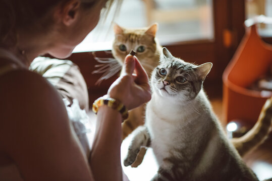 Woman feeding her cat