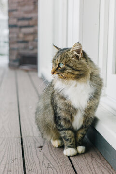 Fluffy cat sitting on potch
