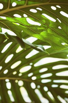 Close Up Of A Vibrant Green Monstera Plant Leaves In Morning Sunlight