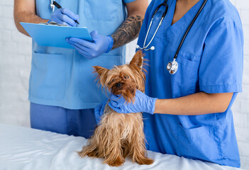 Experienced veterinarian doctors working with little dog in animal hospital, close up