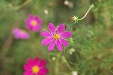 Fototapeta premium cosmos flower in the garden