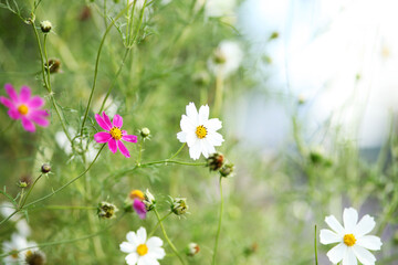 cosmos flower in the garden