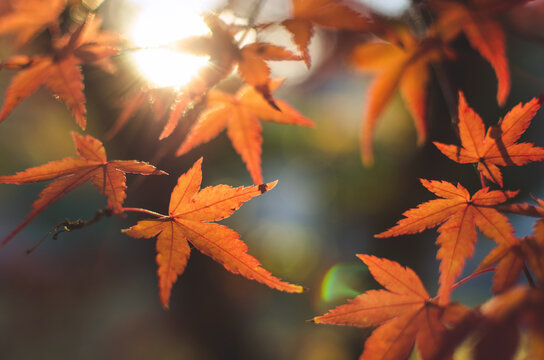 Orange Autumn Leaves