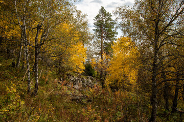 autumn in the forest